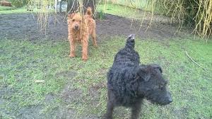 It was developed to protect sheep from foxes, chasing and killing them even in their dens. Lakeland Terrier Puppies For Sale Los Angeles Ca 141791