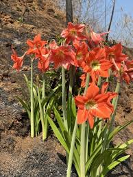 Image result for Hippeastrum sp. cultivars