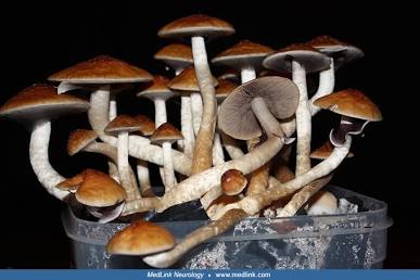 A cluster of Psilocybe cubensis Golden Teacher mushrooms, AI generated