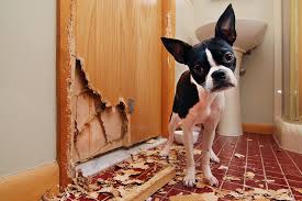 Start with learning how to walk your dog so that it's beneficial for both you and your dog. Leaving Your Dog Home Alone A Guilt Free Guide Animal Humane Society