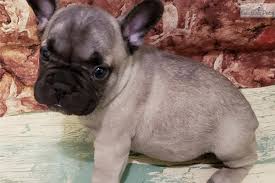 For sale beautiful brindle french bull dog puppies they are dark brindle in colour as per the puppy picture in this add.,these pups have had all the relevant vet inspections vaccinations microchipping dna profiles on parents and pups ,we are based in mackay qld,our puppies are reared. Simple Simon French Bulldog Puppy For Sale Near Houston Texas 9c9b5eca E131 French Bulldog Bulldog Puppies Bulldog