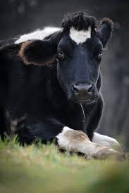 On peut donc tres bien faire autrement. Les Animaux Eleves Pour Leur Lait Animaux Utilises Pour La Nourriture Peta France