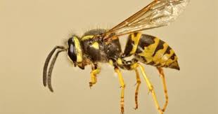 Black And White Wasp Sting Treatment Yellowjacket Stinging Insects 101 Insects Bee Yellow Jacket