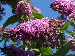 When transplanting a butterfly bush, carefully dig up as much of the root system as possible and move to its new location for replanting. How To Grow A Butterfly Bush