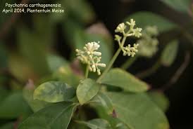 Image result for Psychotria kirkii