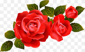 Ikon beach rose, romantic rose vine, aneka warna rose. Hybrid Tea Rose Flower Rose Floribunda Annual Plant Flower Png Pngwing