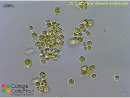 Image result for Microchloa altera