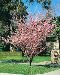 Image result for Prunus × blireana