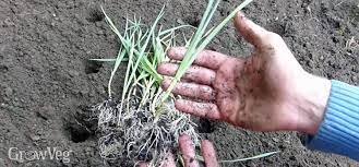 Want to grow the culinary delight known as leeks? Growing Leeks From Sowing To Harvest