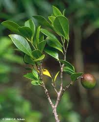 Image result for Annonaceae