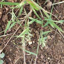 Image result for Dinebra retroflexa