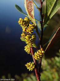 Image result for Myricaceae