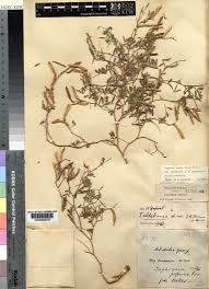 Image result for Tephrosia pumila