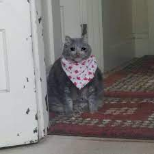 Cyberpunk 2077, cd projekt red, video game art, photoshop, keanu reeves. Hungry Crying Cat Know Your Meme