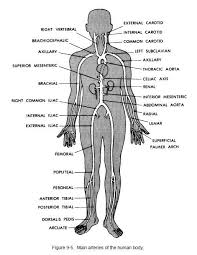Main Arteries Of The Human Body Www Anatomynote Com Human Anatomy And Physiology Anatomy And Physiology Physiology