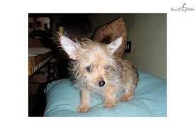 Chorkie For Sale Chihuahua Yorkie Puppies