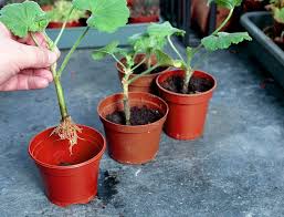 Image result for cuttings of geraniums