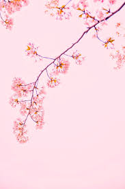 Lukisan pemadanan yang cukup simple ini menggambarkan kesendirian. Pink Sakura Wallpapers Top Free Pink Sakura Backgrounds Wallpaperaccess