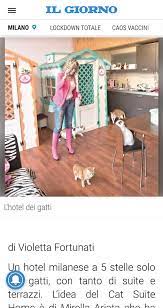 Cat Suite Home Home Facebook
