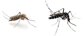 Dan zijn er de spinnen! Bioloog Geen Land Dat De Natuur Slechter In Stand Houdt Dan Wij Binnenland Ad Nl
