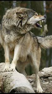 Pin By Mickeybgood On Animals Wolf Dog Wolf Spirit Animal Wolf Poses
