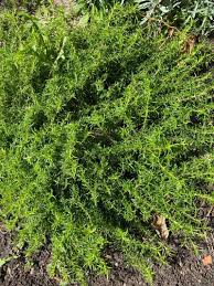 Image result for Scoparia