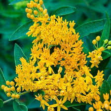 Hello Yellow Milkweed In 2020 Yellow Perennials Spring Hill Nursery Asclepias