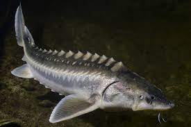 A young man has quite the fishy tale to tell after catching a monster of a creature in b.c.'s fraser river. White Sturgeon National Maritime Historical Society