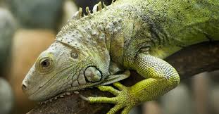 Don't appeal to their appetite. How To Get Rid Of Iguanas Easy Control Prevention Guide