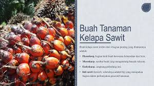 Begini proses pengolahan buah kelapa sawit hingga menjadi minyak akar kelapa sawit memegang peranan sangat penting dalam kehidupan dan perkembangan kelapa sawit. Klasifikasi Dan Morfologi Tanaman Kelapa Sawit Dan Tanaman Cabai Ppt Download