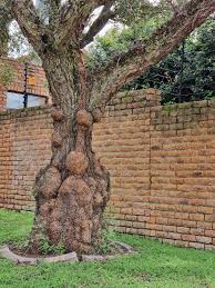 Image result for Hyperacanthus amoenus