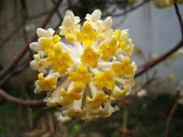 Edgeworthia is a gorgeous plant, closely related to daphne. File Edgeworthia Chrysantha 01 Jpg Wikimedia Commons