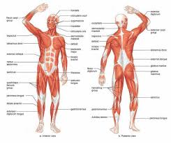 Our muscle chart & diagram below lists the scientific name for each. Pin On Anatomy