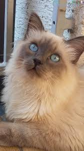 Birman Blue Point Kittens For Sale Ragdoll Cats Facts Birman Kittens Ragdoll Cat Siamese Cats Facts