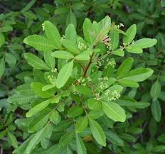 Image result for Triraphis schinzii