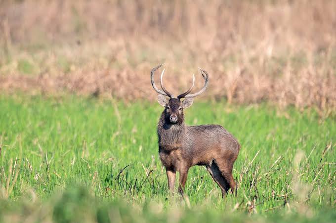 Seeking a second home for Manipur's dancing deer