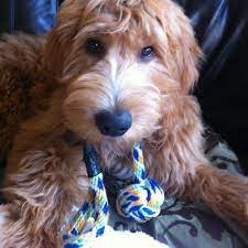 Idog rescue was the first specific rescue for labradoodles and goldendoodles and is endorsed by both the australian labradoodle association of america. Labradoodle Rescue Doodle Kisses