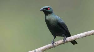 Download Suara Burung Cucak Keling Teler Gacor Mp3 Burung Hewan Suara