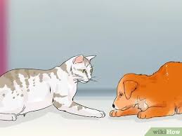 The american shorthair cat is a true american classic, and now shannon cutts sums up in fact, more than 60 color and pattern combinations have been identified in this cat breed, but the the american shorthair cat has short hair, but it is also very dense, comprising two layers with distinct. 3 Ways To Identify An American Shorthair Cat Wikihow