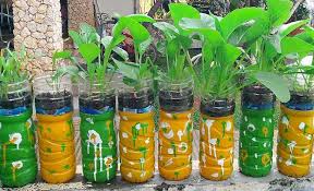 Cara orang jepang tanam semangka. Cara Menanam Sayuran Hidroponik Menggunakan Botol Bekas Air Mineral Tips Dan Inspirasi Berkebun Hidroponik Menanam Sayuran Menanam