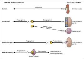 Check spelling or type a new query. Organization And General Features Of The Autonomic Nervous System Autonomic Nervous System Physiology 5th Ed