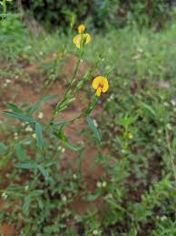 Image result for Zornia