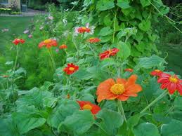 Image result for Tithonia