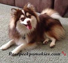 Black And White Pomsky Full Grown Full Grown 25 75 Pomsky Pomsky Pomsky Puppies Spitz Type Dogs