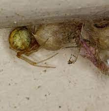 Tie up the garbage bag tightly. Baygon How To Get Rid Of Spiders