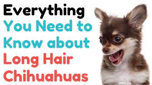 They comprise of two layers that both work in harmony to keep him warm and to regulate his body temperature. Everything You Need To Know About Long Hair Chihuahuas Chi Pets