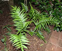 Image result for Microsorum scandens