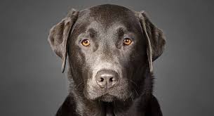 This breed began from a fishing dog known as the st. Charcoal Lab The Dilute Black Labrador Retriever
