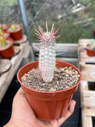 Image result for Euphorbia corniculata