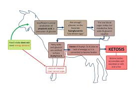 Farm Health Online Animal Health And Welfare Knowledge Hub
